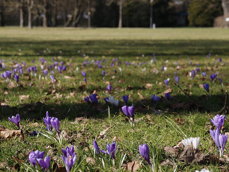 Die ersten Blumen blühen im KurgartenDie ersten Frühlingsboten in Bad Kissingen Die ersten Blumen blühen im Kurgarten