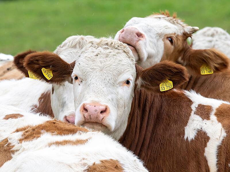 Symbolfoto Kühe in Bayern