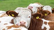 Symbolfoto Kühe in Bayern