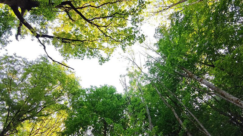 Klimaschutz ist auch im Landkreis Forchheim wichtig. Nicht alle B&uuml;rger sind zufrieden mit den Anstrengungen ihrer Wohnorte.Forchheim & Fr&auml;nkische Schweiz