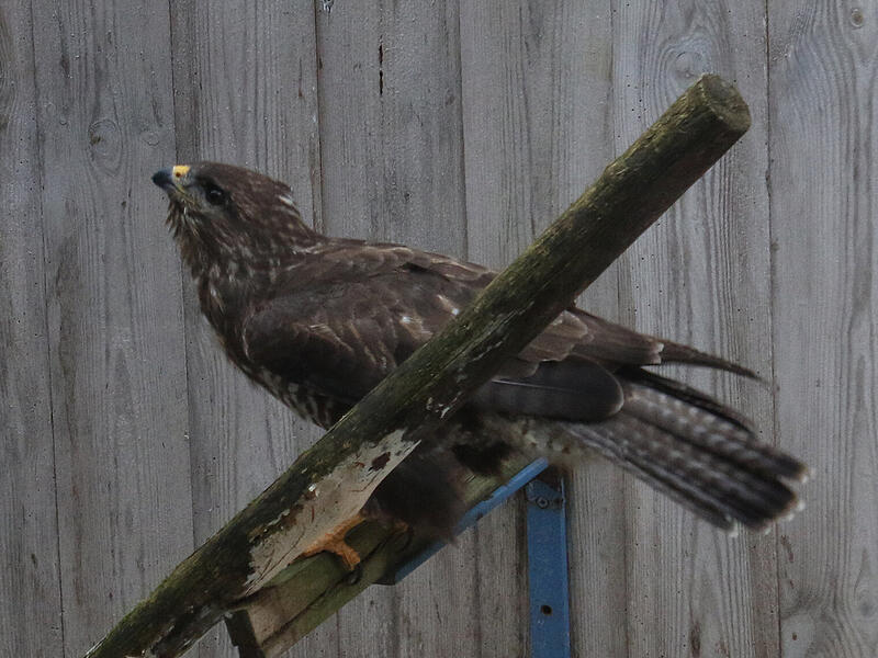 M&auml;usebussard in der Greifvogelstation