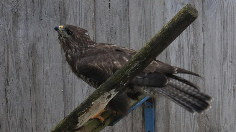 M&auml;usebussard in der Greifvogelstation