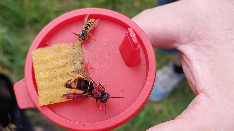 An der Brust wurde diese Vespa velutina mit rotem Markierstift gekennzeichnet, daneben ist eine einheimische Wespe am Locktopf in G&auml;dheim zu sehen.