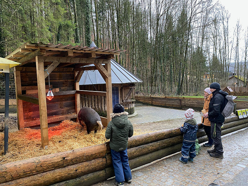 Bei der Bescherung im Wildpark Hundshaupten bekamen die Tiere von Kindern gebastelte Futtergeschenke.