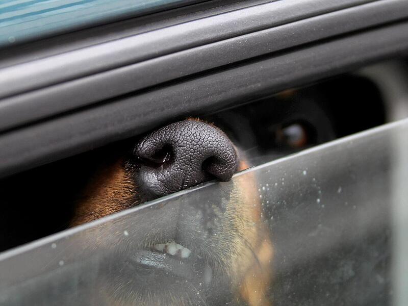 Bad Kissingen: Hund bei Hitze im Auto zur&uuml;ckgelassen: Halter uneinsichtig