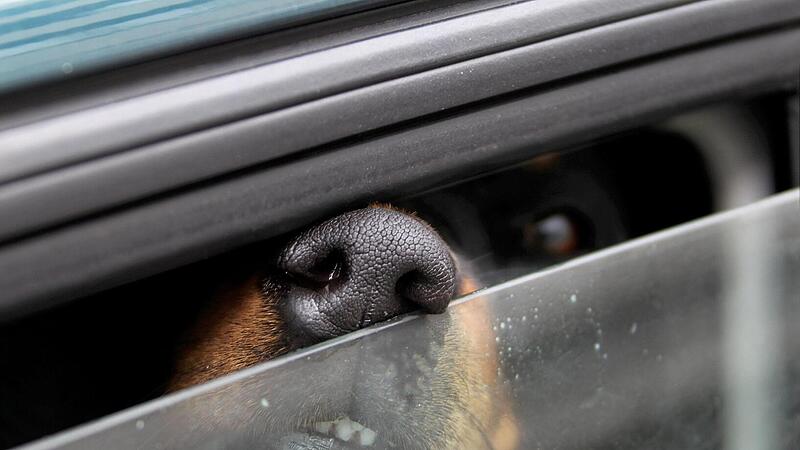 Bad Kissingen: Hund bei Hitze im Auto zurückgelassen: Halter uneinsichtig Bad Kissingen: Hund bei Hitze im Auto zurückgelassen: Halter uneinsichtig