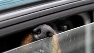 F&uuml;r einen Hund k&ouml;nnen die hohen Temperaturen im Auto t&ouml;dliche Folgen haben. Deshalb das Tier bei Sonneneinstrahlung niemals im Wagen lassen - auch nicht f&uuml;r kurze Zeit! Eine leicht ge&ouml;ffnete Seitenscheibe hat gegen die Hitze im Wageninneren &uuml;brigens null Wirkung. Symbolbild: S. Jensen/dpa