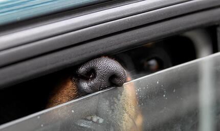 Bad Kissingen: Hund bei Hitze im Auto zurückgelassen: Halter uneinsichtig Bad Kissingen: Hund bei Hitze im Auto zurückgelassen: Halter uneinsichtig