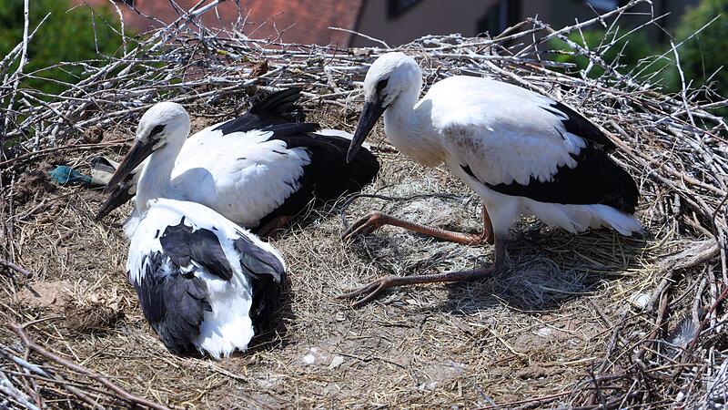 Die St&ouml;rche auf dem M&ouml;nchsturm in Hammelburg k&auml;mpften mit einem Netz im Nest.