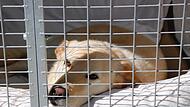 Damit das Tierheim Wannigsmühle die stetig steigenden Kosten für die Unterbringung der Fundtiere stemmen kann, müssen Gemeinden mehr bezahlen. Die Verwaltungsgemeinschaft Maßbach hat die Anhebung des Satzes von 60 Cent auf einen Euro pro Einwohner... Damit das Tierheim Wannigsmühle die stetig steigenden Kosten für die Unterbringung der Fundtiere stemmen kann, müssen Gemeinden mehr bezahlen. Die Verwaltungsgemeinschaft Maßbach hat die Anhebung des Satzes von 60 Cent auf einen Euro pro Einwohner...