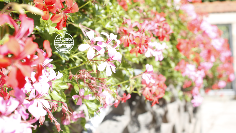 Bis die Blumen wieder in Kulmbach bl&uuml;hen, m&uuml;ssen wir noch ein wenig warten.