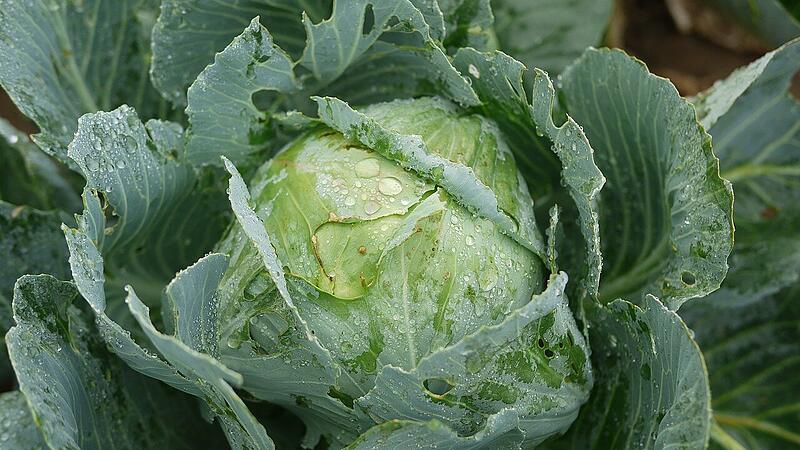 Mit Wintergemüse und –salate eindecken Mit Wintergemüse und –salate eindecken