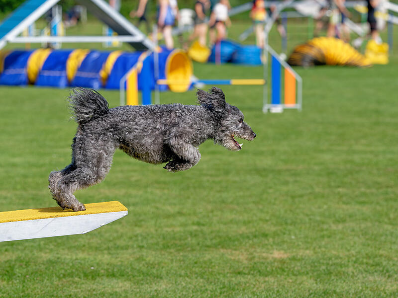 Köter-Kerwa in Steppach mit Agility-TurnierSo wild war das Agility-Turnier für Hunde Köter-Kerwa in Steppach mit Agility-TurnierSo wild war das Agility-Turnier für Hunde