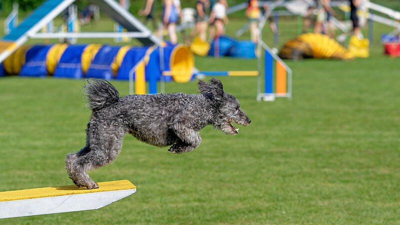 K&ouml;ter-Kerwa in Steppach mit Agility-TurnierSo wild war das Agility-Turnier f&uuml;r Hunde