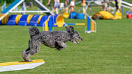 Köter-Kerwa in Steppach mit Agility-TurnierSo wild war das Agility-Turnier für Hunde Köter-Kerwa in Steppach mit Agility-TurnierSo wild war das Agility-Turnier für Hunde