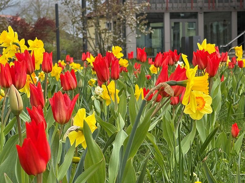 Bildergalerie: Wenn der Kreis Kronach zum Bl&uuml;tenmeer wirdBildergalerie: Wenn der Kreis Kronach zum Bl&uuml;tenmeer wird