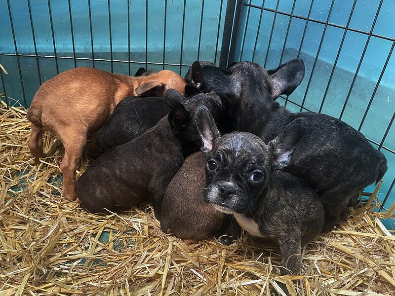 Internet-Börsen: Das schaurige Geschäft mit viel zu jungen Welpen Internet-Börsen: Das schaurige Geschäft mit viel zu jungen Welpen