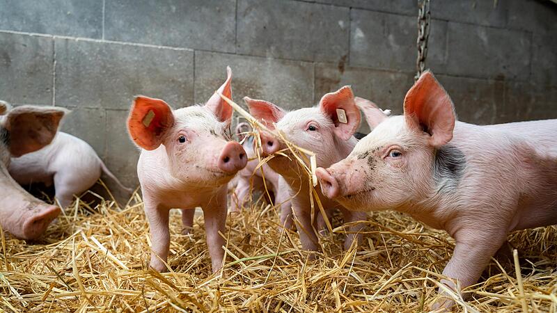 Wenn sich Schweine wohlfühlen sollen, müssen sich artgerecht(er) gehalten werden, Das aber kostet. Ob der Verbraucher bereit ist, das zu honorieren? Wenn sich Schweine wohlfühlen sollen, müssen sich artgerecht(er) gehalten werden, Das aber kostet. Ob der Verbraucher bereit ist, das zu honorieren?