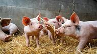 Wenn sich Schweine wohlfühlen sollen, müssen sich artgerecht(er) gehalten werden, Das aber kostet. Ob der Verbraucher bereit ist, das zu honorieren?