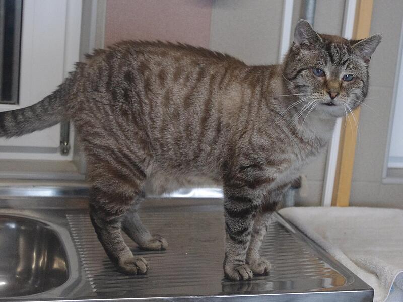 Xandro sucht ein neues Zuhause.