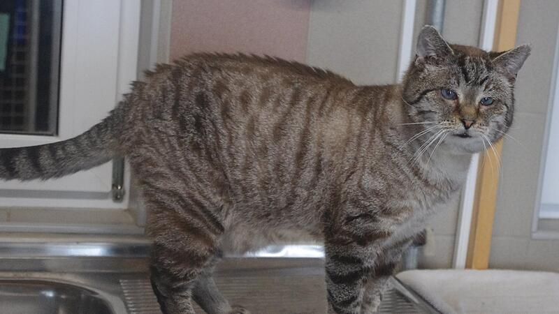 Xandro sucht ein neues Zuhause.