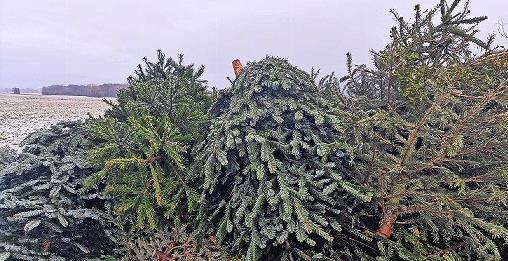 Gesammelt sind die B&auml;ume &ndash; nun warten sie aufs fachgerechte Entsorgtwerden.