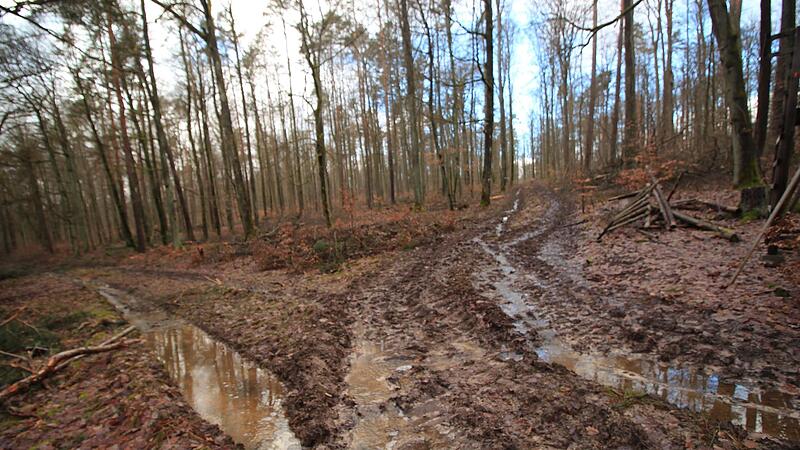 Unter den vielen Forstwegen sind die Waldb&ouml;den verdichtet. Das Wasser flie&szlig;t schneller ab, der Wasserr&uuml;ckhalt schwindet.