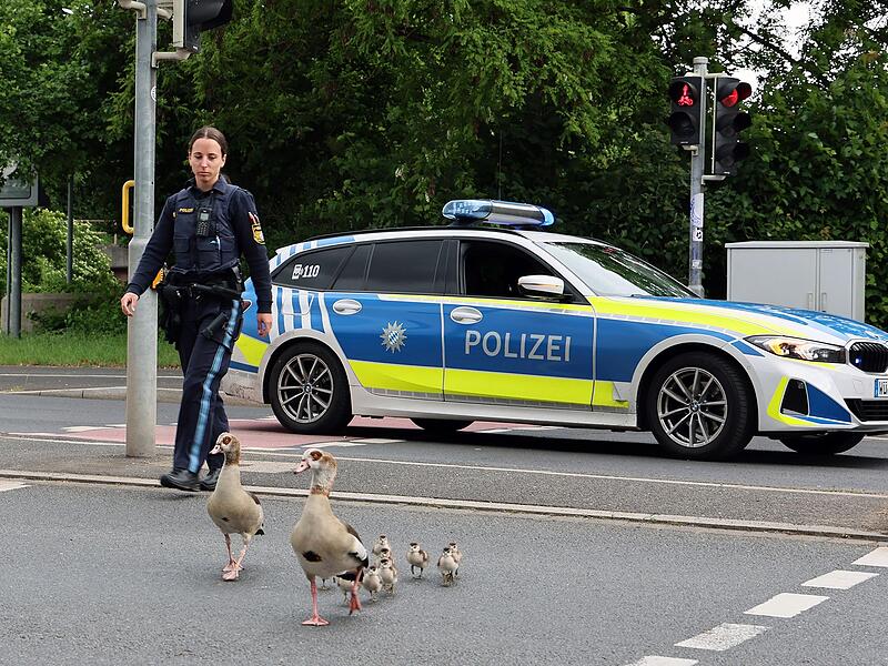 Polizei geleitet G&auml;nsefamilie von vielbefahrener Stra&szlig;e