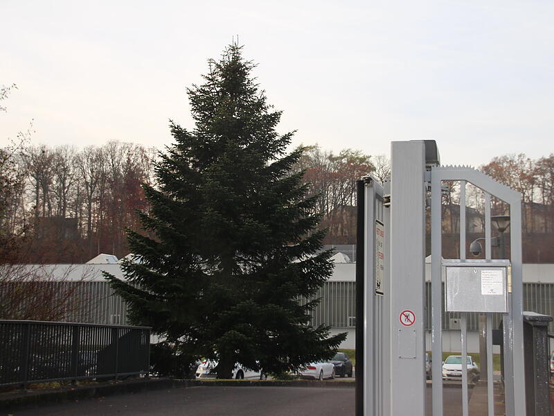 Weihnachtsbaum Coburg Noch steht diese prächtige Tanne auf dem Gelände der Firma Kapp in der Callenberger Straße. Schon bald wird sie aber als „Coburger Weihnachtsbaum“ die Blicke auf dem Marktplatz auf sich ziehen.