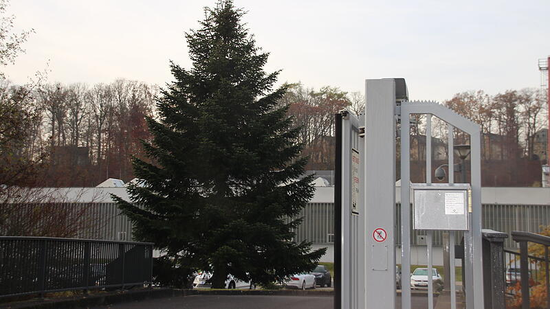 Noch steht diese pr&auml;chtige Tanne auf dem Gel&auml;nde der Firma Kapp in der Callenberger Stra&szlig;e. Schon bald wird sie aber als &bdquo;Coburger Weihnachtsbaum&ldquo; die Blicke auf dem Marktplatz auf sich ziehen.