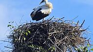 Lange dürfte es nicht mehr dauern, bis der überlebende junge Storch das Nest verlässt.