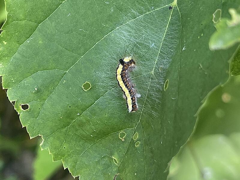 Pfeileule (Acronicta psi).