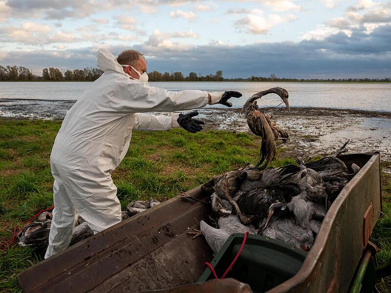 Ein Helfer sammelt bei Fehrbellin in Brandenburg tote Kraniche auf. Die Vogelgrippe hat sich mittlerweile fast über ganz Deutschland ausgebreitet.