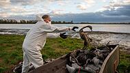 Ein Helfer sammelt bei Fehrbellin in Brandenburg tote Kraniche auf. Die Vogelgrippe hat sich mittlerweile fast über ganz Deutschland ausgebreitet.