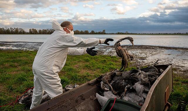 Ein Helfer sammelt bei Fehrbellin in Brandenburg tote Kraniche auf. Die Vogelgrippe hat sich mittlerweile fast über ganz Deutschland ausgebreitet. Ein Helfer sammelt bei Fehrbellin in Brandenburg tote Kraniche auf. Die Vogelgrippe hat sich mittlerweile fast über ganz Deutschland ausgebreitet.
