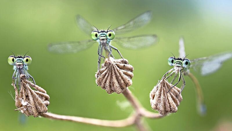 Die Ausstellung zeigt, wie jeder Einzelne zur Rettung der Insekten, unter anderem auch der Kleinlibellen, beitragen kann.