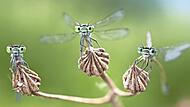 Die Ausstellung zeigt, wie jeder Einzelne zur Rettung der Insekten, unter anderem auch der Kleinlibellen, beitragen kann.
