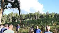 Wald Motten