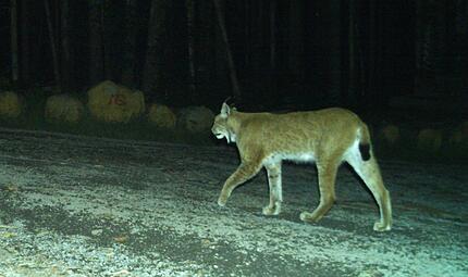 Der Luchs ist zur&uuml;ck in den W&auml;ldern Kulmbachs - inklusive Nachwuchs!