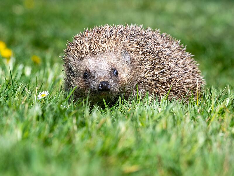 Igel