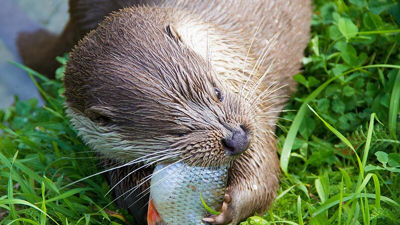 Ein Otter braucht viel Nahrung &ndash; und er bedient sich gern in den Fischteichen.Forchheim & Fr&auml;nkische Schweiz