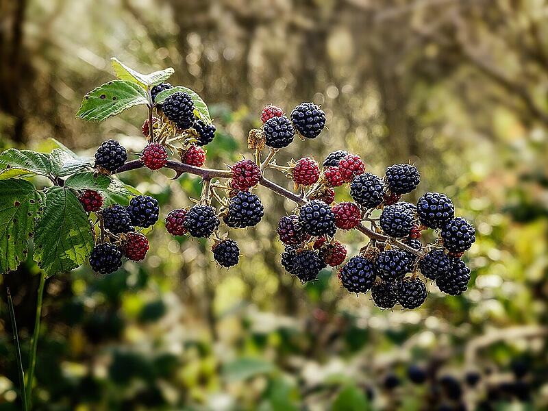 Im Garten sollte man die Brombeere so im Zaum halten, dass sie nicht überhand nimmt und andere Pflanzen verdrängt werden.
