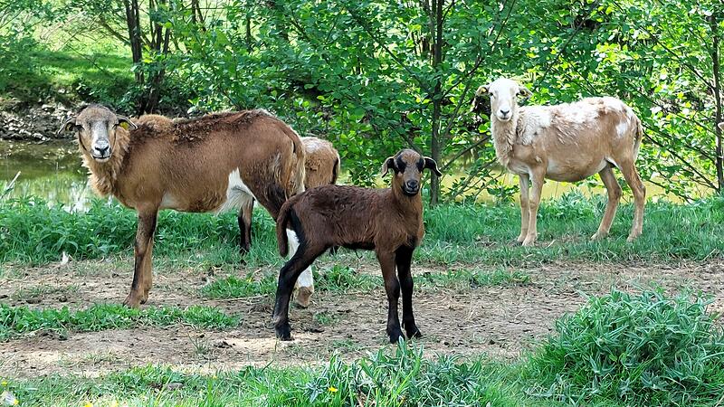 Auf dem Grundst&uuml;ck von Andre Bittruf weiden rund 80 Schafe und Ziegen.