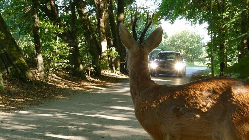 Oft kommt es zum Wildunfall mit Rehen. Das Projektteam &bdquo;Wild und Stra&szlig;e&ldquo; versucht im Landkreis Kronach seit Jahrzehnten, die Zahl gering zu halten.