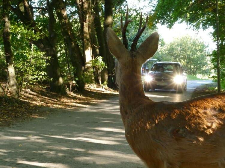 Oft kommt es zum Wildunfall mit Rehen. Das Projektteam „Wild und Straße“ versucht im Landkreis Kronach seit Jahrzehnten, die Zahl gering zu halten. Oft kommt es zum Wildunfall mit Rehen. Das Projektteam „Wild und Straße“ versucht im Landkreis Kronach seit Jahrzehnten, die Zahl gering zu halten.