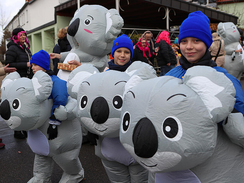 Viele Wildtiere waren beim Hallstadter Gaudiwurm zu sehen – unter anderem diese Koala-Bande.Riesenstimmung beim Gaudiwurm Hallstadt ... und noch mehr Koalas!