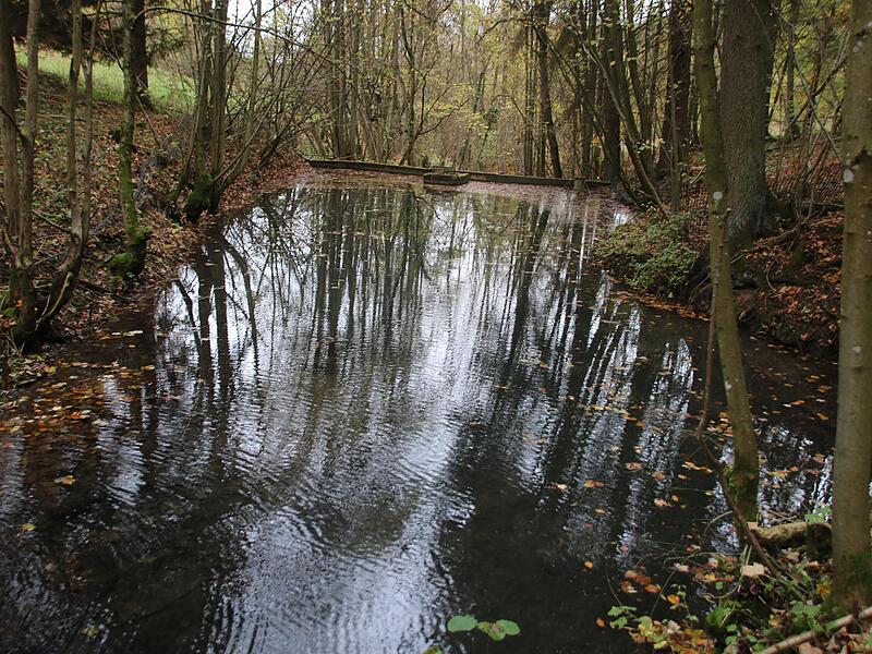 Leer bis aufs Laub: Der von Dieben geplünderte Teich von David Klob liegt in einem abgelegenen Waldstück bei Kaider. Leer bis aufs Laub: Der von Dieben geplünderte Teich von David Klob liegt in einem abgelegenen Waldstück bei Kaider.