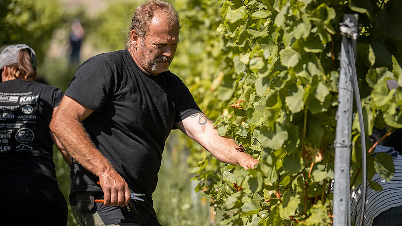 Im Weinberg begutachtet Klaus Wagner die Reben Im Weinberg begutachtet Klaus Wagner die Reben