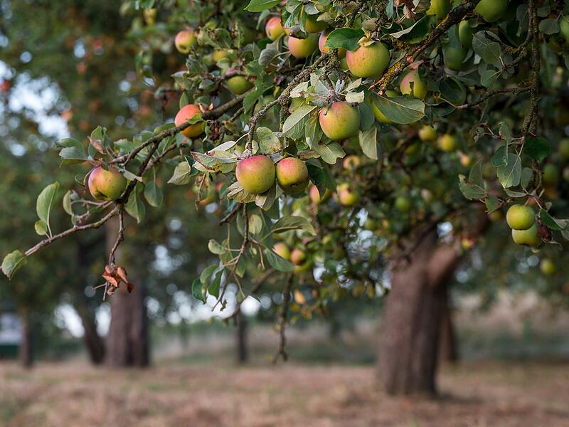 Sonnenaufgang &uuml;ber einer Streuobstwiese