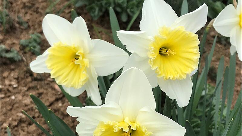 Blumen zu Fr&uuml;hlingsbeginnForchheim & Fr&auml;nkische Schweiz